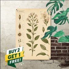 vintage botanical illustration chart central green herb plant picture
