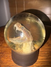 Vintage Taxidermy Western Diamondback Rattlesnake Head Glass Globe Paperweight picture