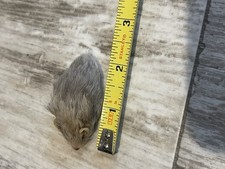 Vintage Mouse picture