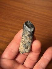 Gorgeous Giant Ground Sloth Tooth Megalonyx Extinct Florida Mammal Fossil picture