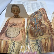 Antique Anatomical Paper Manikins Medical Detailed Male & Female Charts 1920’s picture