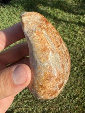 INCREDIBLE POLISHED DOLPHIN CETACEAN EARBONE FOSSIL SUMMERVILLE SC picture