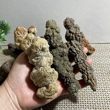 1000g Large size Top Best Rare  dung coprolite Poop specimen picture