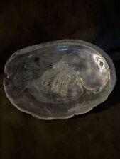 Giant Red abalone Pacific 8 1/2 x 7” polished and waxed. picture