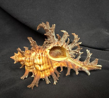 Muricidae Chicoreus Spectrum 99.10mm Recife, Brazil picture