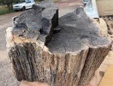☘️RR⛏️: Rare Fire Scarred Woodworthia Petrified Wood, NE AZ. 1 Lb 11 Oz. 🔥 picture