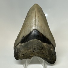 Megalodon Shark Tooth 4.60 Inch - Beautiful - Authentic Fossil - Carolina 20751 picture