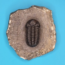 Phacops Rana Fossil Trilobite from the Atlas Mountains Morocco Museum Quality #2 picture