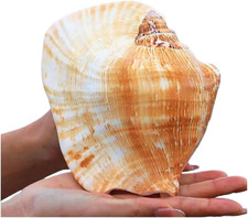 Large Conch Shell, Natural Seashell Decor for Home picture