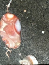 Thomsonite In Basalt picture