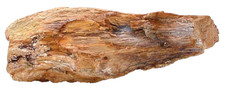 3 Lb 4.9 Ounce 8 1/2 Inch Goose Creek Nevada Petrified Fossil Wood Specimen 8941 picture