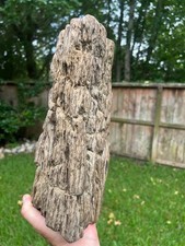 Texas Petrified Wood Log 14