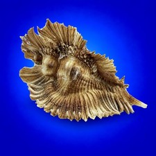 Chicoreus miyokoae 73.7mm Large Miyoko Murex Shell Rare Specimen w/operculum picture