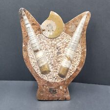 Hand Carved Polished Ammonite and Orthoceras Fossil Plate Brown tones picture