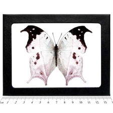 Salamis duprei pink purple black butterfly Madagascar FRAMED picture
