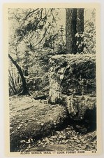 Vintage Cooksburg Pennsylvania PA RPPC Cook Forest Park Along Seneca Trail picture