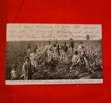 RPPC 1906 Rare early Black Workers In Cottonfield. Photo Taken 1890 Black White picture