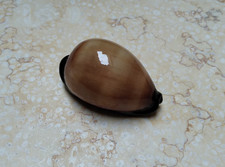 F cypraea exusta GEM RARE SIZE red sea shell super natural glossy 54.3 mm F++++ picture