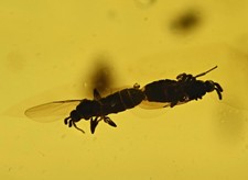 Pair of mating Brachycera (Fly) - Fossil Insect Inclusion in Dominican Amber picture
