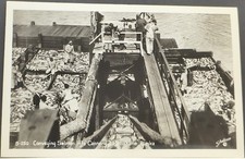 RPPC ~ fishermen harvest salmon from scow into cannery in Metlakatla, Alaska picture