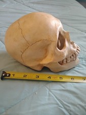 Skull Bd Studio 1995 Denis GREAT piece Ceramic picture