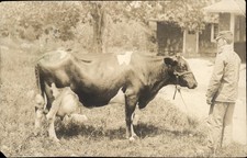 Worcester MA Postmark Publ in Grafton Cow & Man c1910 RPPC Postcard bhn picture