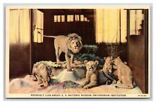 Roosevelt Lion Group National Museum Washingotn DC Linen Postcard W20 picture