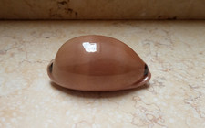 F Luria pulchra sinaiensis LARGE SIZE 75.5 mm F++++F+++ pink mouth red sea shell picture