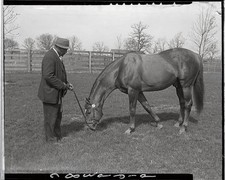 Man O War nibbling bluegrass just outside his barn while attended - Old Photo picture