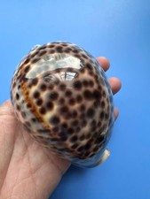 110.2mm | Cypraea Tigris Pardalis | F+++| GIANT |PINK Color | Beautiful shell picture