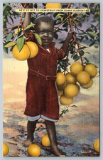 c1940s Florida Grapefruit Grove Vintage Sunny Fruit Postcard picture
