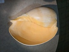Large 11” x 9”x 6.5” Melo Melo Bailer Shell Nautical Conch Spiral picture