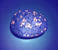 Fluorescent Sodalite ( Yooperlite ) 13 oz. A Bright Lake Superior Yooperlite picture
