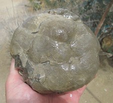 SEPTARIAN NODULE ROUGH ~ 3 lbs 1 ozs picture