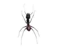 Camponotus gigas LOT OF 8 - HUGE GIANT BULLET ANT UNMOUNTED PACKAGED picture