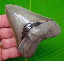 4.01 “ Megalodon Shark Tooth * BEST of the BEST * MUSEUM GRADE - No Restorations picture