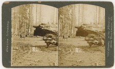 OREGON STEREOVIEW - Tillamook - Giant Trees - Oregon Scenery 1890s picture