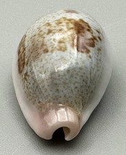 Cypraea subviridis dorsalis 26mm GEM Dark Blotched Broome Australia With Data picture