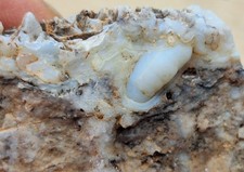 Arizona Banded Onyx With Fine Banding -Lattice Patterns -Botryoidal Crystals picture