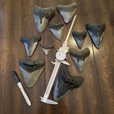 Real Megalodon Shark Teeth: lot of 10 picture