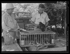 Selma Alabama 1941 FSA field man packing chickens Food for Defense program picture