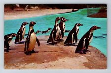 CA-California, Marineland of Pacific, Humboldt Penguins Vintage c1967 Postcard picture