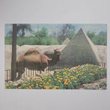 Cypress Gardens FL Florida Camel Critter Encounters Vintage Chrome Postcard picture