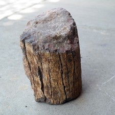 27 Lbs Large Petrified Wood Log Specimen W/ Very Detailed Bark Fossil picture