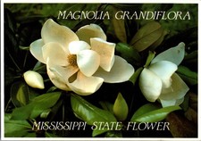 Continental Postcard- Magnolia Grandiflora- Mississippi State Flower- CD6 picture