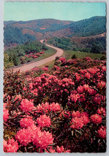 c1950s Rhododendron Bloom Scenic Appalachian Mountains Charlotte NC Postcard picture