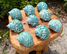 LARGE Polished Jade Turbo Shell, 2-3