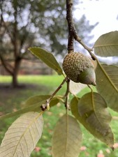 Quercus leucotrichophora – 10 seeds – Banj Oak - germination tested picture