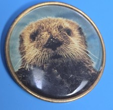 1¾ Deluxe Brass Back Vintage Sea Otter Animal Button Locker Fridge Magnet picture