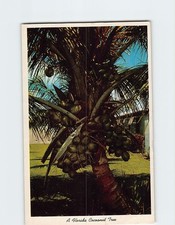 Coconut Tree in Florida E-308516 picture